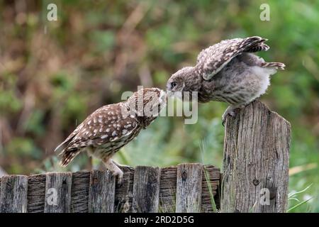 Piccolo gufo (Athene noctua) che dà da mangiare alla sua ragazza Foto Stock