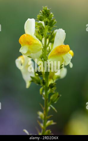 Toadflax giallo Foto Stock