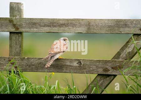 Il gheppio comune (Falco tinnunculus) Foto Stock