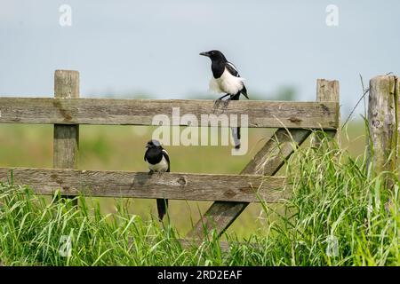 Eurasian gazza (Pica pica) Foto Stock