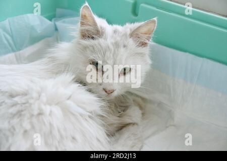 Gatto angora turco malato. gatto bianco esausto adagiato su pannolini igienici. gli animali senzatetto vengono curati in clinica veterinaria. Disidratazione e temperatura elevata Foto Stock