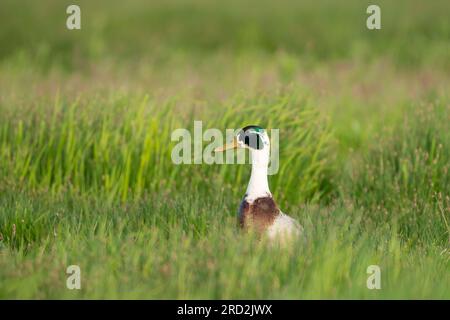 uomo domestico o leucistico? mallard (Anas platyrhynchos) Foto Stock