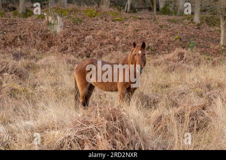 Un unico cavallo marrone in piedi tra il bracken e l'erba alta in inverno nella nuova foresta che guarda nella fotocamera Foto Stock