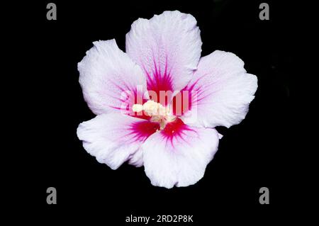 Bellissima Rosa di Sharon, conosciuta anche come Hibiscus syriacus Red Heart isolata su sfondo nero. Foto Stock