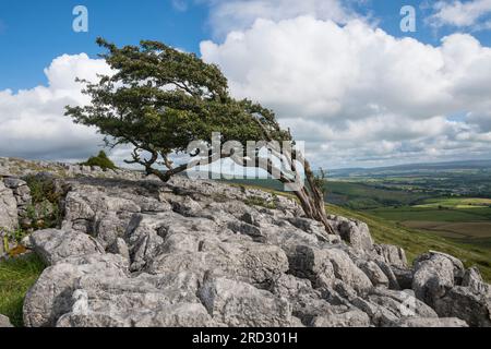 Albero soffiato dal vento sulla Twisleton Scar, Scales Moor, vicino a Ingleton, Yorkshire Dales National Park, Inghilterra Foto Stock