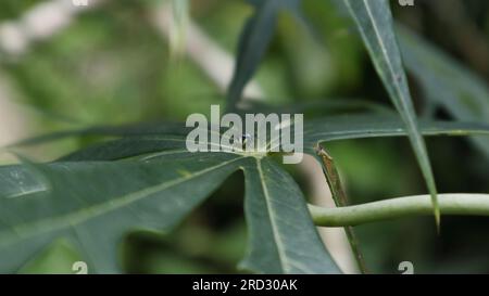 Un piccolo ragno di colore blu noto come ragno della fintella (Phintella Vintata) è seduto sulla superficie di una foglia di pianta corallina (Jatropha Multifida) Foto Stock