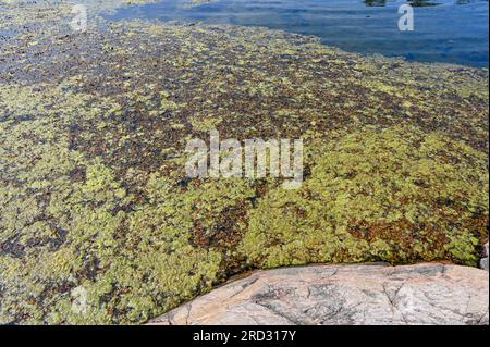 Fioritura di alghe nel mare vicino a Nykoping in Svezia Foto Stock