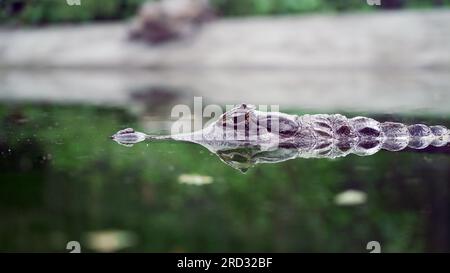 Riflesso dei coccodrilli Caiman nella superficie dell'acqua. Coccodrilli Caiman (caimano con occhiali) in uno zoo. Foto Stock