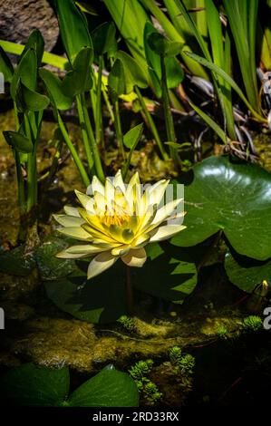 Ninfea gialla (Nymphaea mexicana) Foto Stock