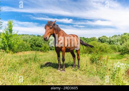 Un cavallo di colore marrone si erge tra l'erba in un pascolo sotto un cielo blu tra le nuvole Foto Stock