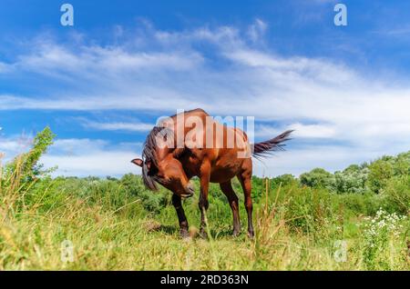 Un cavallo di colore marrone si erge tra l'erba in un pascolo sotto un cielo blu tra le nuvole Foto Stock