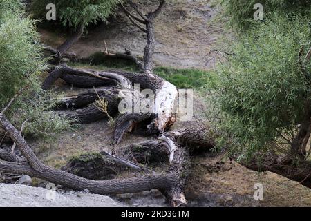 Dividi albero del salice. Contesto naturale. Foto Stock