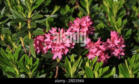 Rose alpine, fiori selvatici rosa brillante che crescono nelle Alpi svizzere. Foto Stock