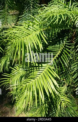 Wollemia, Foliage, Wollemia nobilis, Leaves, Araucariaceae, albero australiano, fossile vivente, albero, australiano, Wollemi Pine Foto Stock