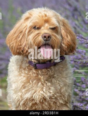 cane cockapoo in fiori Foto Stock