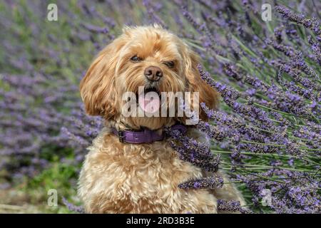 cane cockapoo in fiori di lavanda Foto Stock