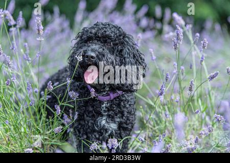 cane cockapoo in fiori di lavanda Foto Stock