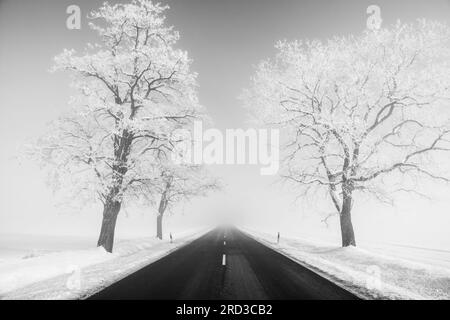 due alberi lungo la strada simmetricamente, in un clima invernale nevoso e nevoso. immagine in bianco e nero. Foto Stock
