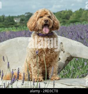 cockapoo seduto in giardino Foto Stock