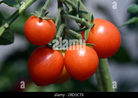 Mazzo di quattro pomodori ciliegini rossi freschi appesi alla vite, che crescono in un giardino biologico illuminato dal sole in estate Foto Stock