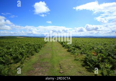 Hergest Ridge, Kington, Herefordshire, Inghilterra, Regno Unito. Foto Stock