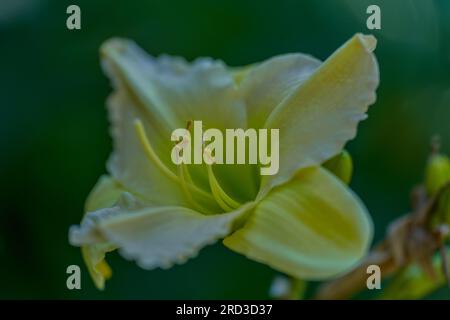 Fiore di giglio giallo, vivace e lussureggiante, da vicino Foto Stock