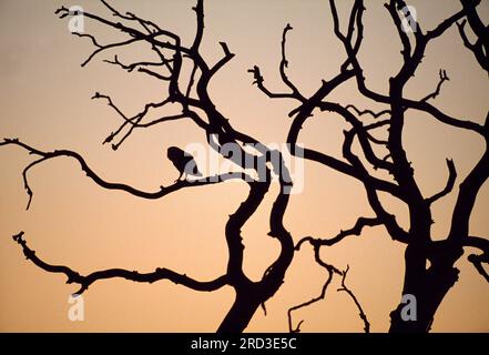 Barn Owl (Tyto alba) silhouette di adulto arroccato sull'albero morto al crepuscolo, Berwickshire, Scozia, giugno 2006 Foto Stock