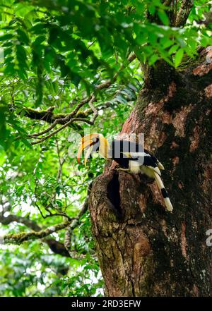 Esplora l'incantevole Great Indian Hornbill: Nidificazione e alimentazione nel Green Paradise di Nelliampathi Foto Stock