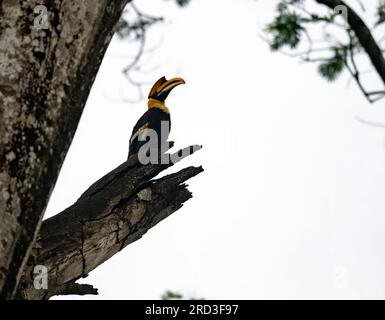 Esplora l'incantevole Great Indian Hornbill: Nidificazione e alimentazione nel Green Paradise di Nelliampathi Foto Stock