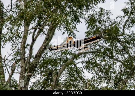 Esplora l'incantevole Great Indian Hornbill: Nidificazione e alimentazione nel Green Paradise di Nelliampathi Foto Stock