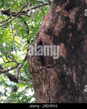 Esplora l'incantevole Great Indian Hornbill: Nidificazione e alimentazione nel Green Paradise di Nelliampathi Foto Stock