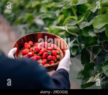 Una rivoluzionaria e avanzata azienda agricola automatizzata di fragole al coperto offre rese elevate per tutto l'anno. Controlla in modo efficiente clima, temperatura, umidità, ecc. Foto Stock