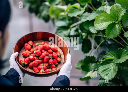 Una rivoluzionaria e avanzata azienda agricola automatizzata di fragole al coperto offre rese elevate per tutto l'anno. Controlla in modo efficiente clima, temperatura, umidità, ecc. Foto Stock