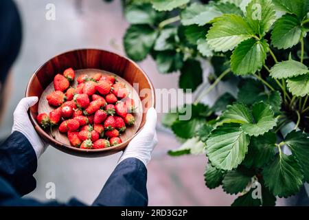 Una rivoluzionaria e avanzata azienda agricola automatizzata di fragole al coperto offre rese elevate per tutto l'anno. Controlla in modo efficiente clima, temperatura, umidità, ecc. Foto Stock