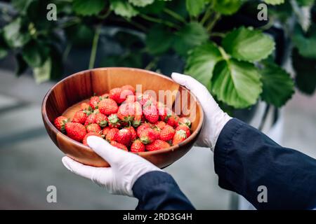 Una rivoluzionaria e avanzata azienda agricola automatizzata di fragole al coperto offre rese elevate per tutto l'anno. Controlla in modo efficiente clima, temperatura, umidità, ecc. Foto Stock