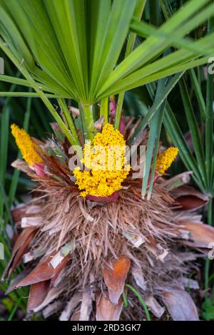Primo piano della palma in fiore. Fiori tropicali gialli su un albero. Soleggiata giornata estiva in Catalogna Foto Stock