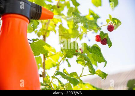 spruzzare lamponi con solfato di rame, urea e ammoniaca da parassiti e malattie. Foto Stock