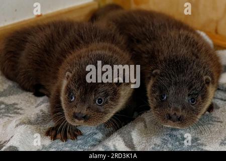 Lontra eurasiatica (Lutra lutra) cucciolo orfano in cura allevato a mano. Foto Stock