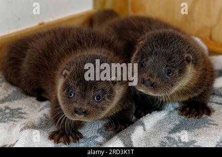 Lontra eurasiatica (Lutra lutra) cucciolo orfano in cura allevato a mano. Foto Stock