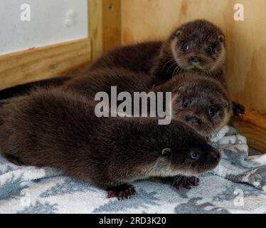 Lontra eurasiatica (Lutra lutra) cucciolo orfano in cura allevato a mano. Foto Stock