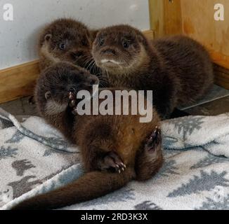 Lontra eurasiatica (Lutra lutra) cucciolo orfano in cura allevato a mano. Foto Stock