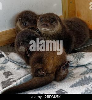 Lontra eurasiatica (Lutra lutra) cucciolo orfano in cura allevato a mano. Foto Stock