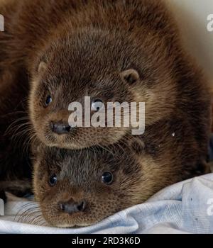 Lontra eurasiatica (Lutra lutra) cucciolo orfano in cura allevato a mano. Foto Stock