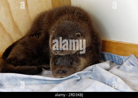 Lontra eurasiatica (Lutra lutra) cucciolo orfano in cura allevato a mano. Foto Stock