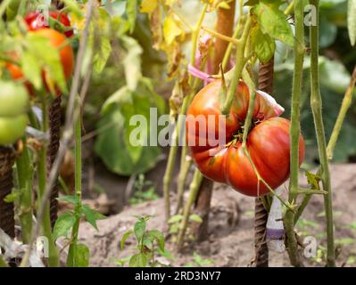 Pomodoro maturo e succoso in giardino in autunno. pomodori tardivi. Cracking e pomodoro ibrido. Foto Stock