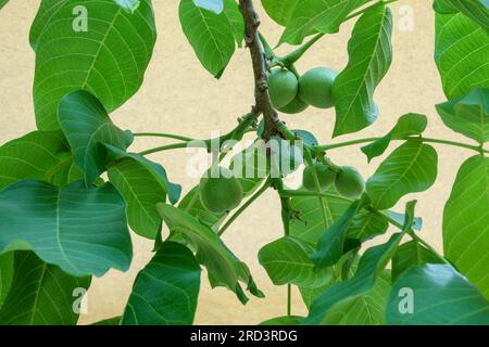 Flora di Cefalonia, Grecia, primo piano di un noce in primavera con giovani frutti non maturi Foto Stock