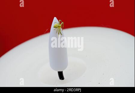 Un piccolo ragno di granchio su una fiamma di plastica di candela a LED Foto Stock