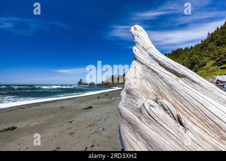 Driftwood bagnato dalle tempeste invernali sulla spiaggia di Shi Shi, sul Parco Nazionale Olimpico, sullo stato di Washington, USA Foto Stock