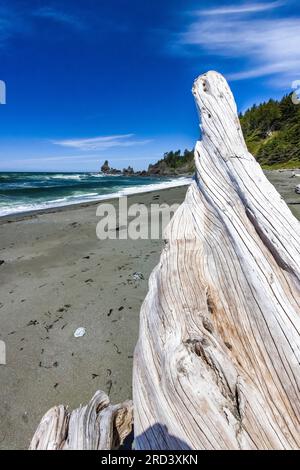 Driftwood bagnato dalle tempeste invernali sulla spiaggia di Shi Shi, sul Parco Nazionale Olimpico, sullo stato di Washington, USA Foto Stock