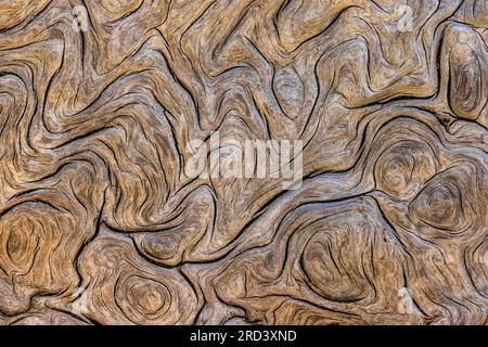 Burl dettaglio della strada rialzata dalle tempeste invernali su Shi Shi Beach, Olympic National Park, Washington State, USA Foto Stock